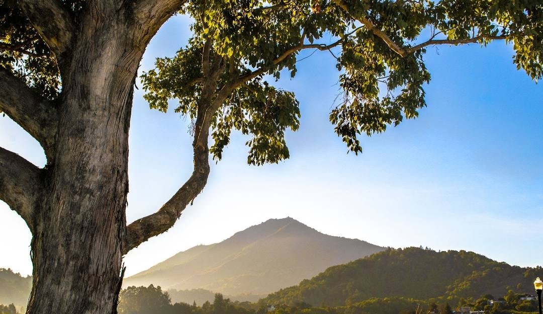 Mount Tamalpais framed by a tree at golden hour in Mill Valley, CA